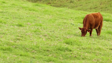 a solitary brown cow grazes peacefully on a lush, green hillside, surrounded by vibrant grass.