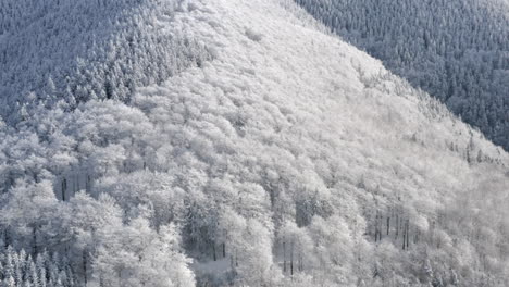 Toma-Aérea-De-Un-Bosque-De-Coníferas-Cubierto-De-Nieve-En-Un-Paisaje-Montañoso,-Majestuoso-País-De-Las-Maravillas-Invernal