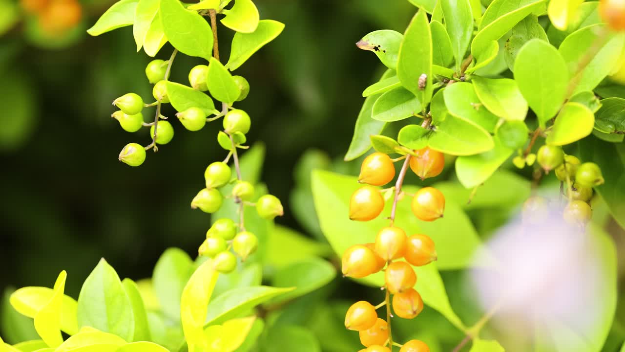 Close-up of Duranta erecta berries and leaves with bright lighting and shallow depth of field in Coffs Harbour