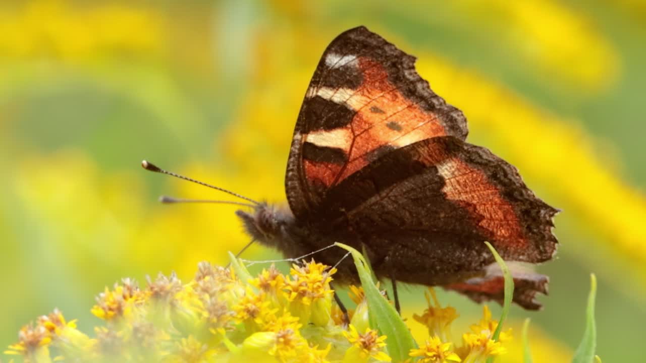 Small tortoiseshell butterfly (Aglais urticae, Nymphalis urticae) is a colourful Eurasian butterfly in the family Nymphalidae. It is a medium-sized butterfly that is mainly reddish orange.