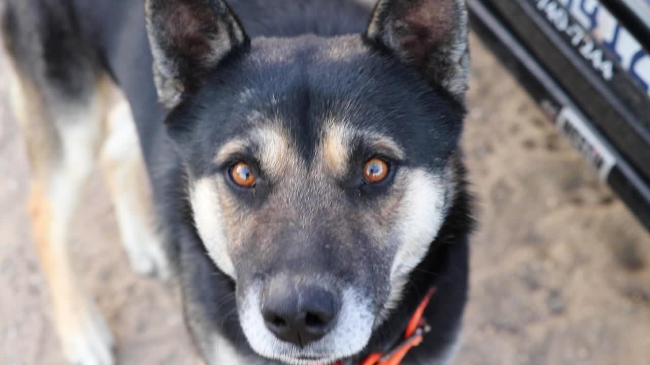 Mixed breed dog with brown large eyes looks at objects and licks muzzle, wearing orange collar around neck