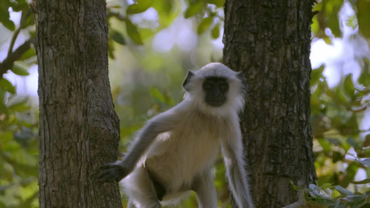 un joven langur sube a un árbol en bandhavgar, india