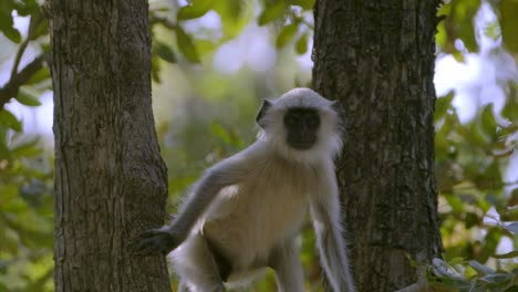 Ein-Junger-Langur-Rennt-In-Bandhavgar,-Indien,-Einen-Baum-Hinauf