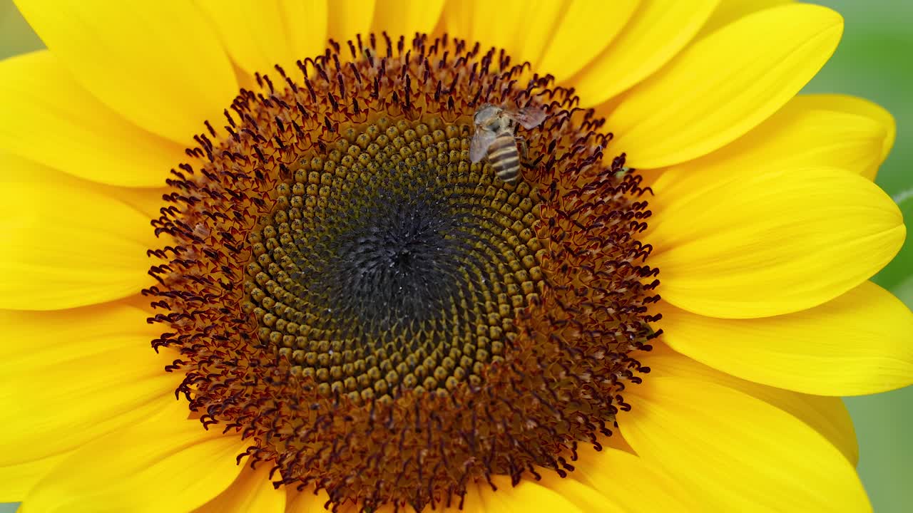 벌 과 함께 해바라기 의 클로즈업