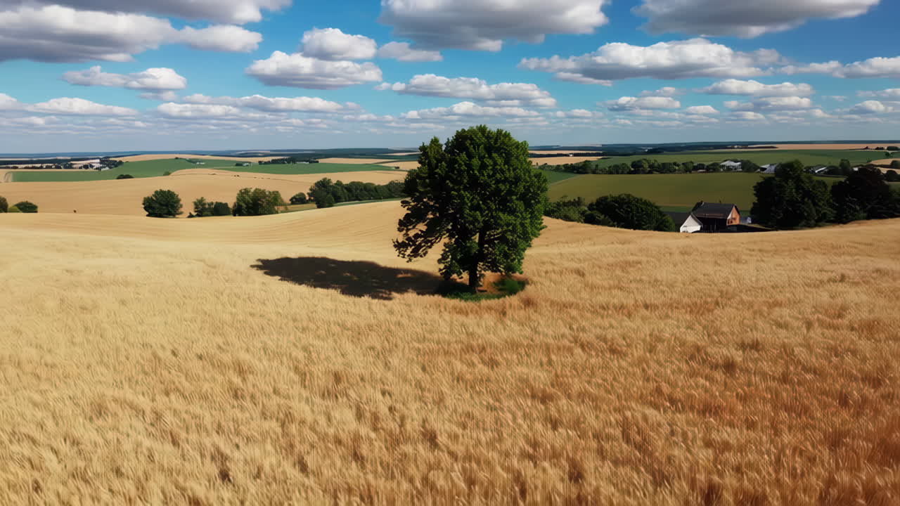 Aerial View of a Wheat Field with a Single Tree