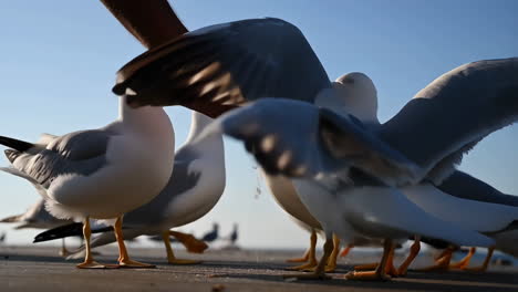 a close-up view of seagulls on a pier with some birds in flight
