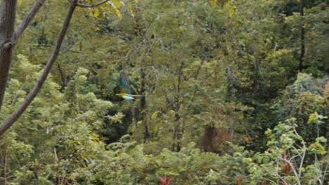 ara ambiguus, guacamayo verde con plumas azules volando sobre un bosque verde