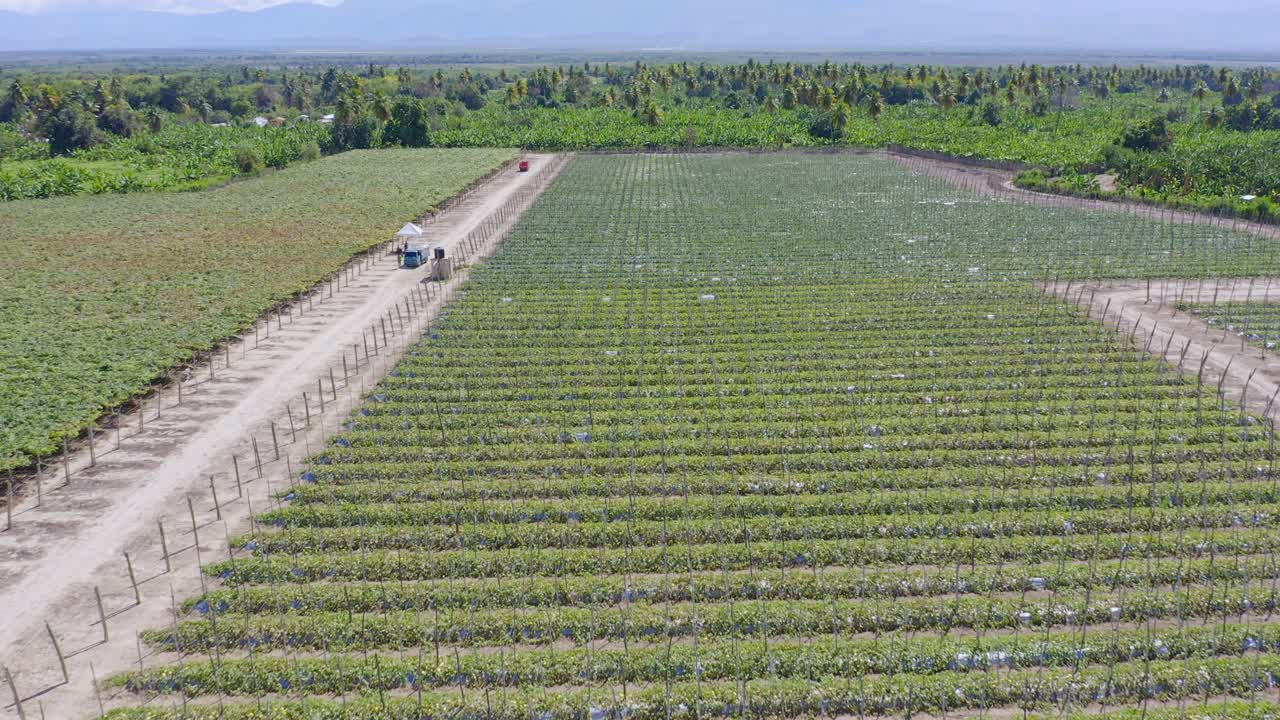 plantación de vides en un día soleado de verano - viñedos en neiba en baoruco, república dominicana