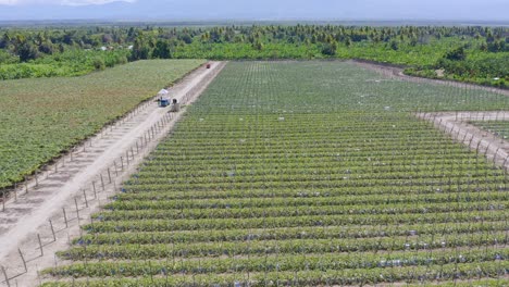 Plantation-Of-Grapevines-On-A-Sunny-Summer-Day---Vineyards-At-Neiba-In-Baoruco,-Dominican-Republic