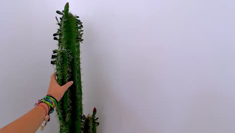 el niño loco toca un cactus lleno de espinas con la mano y lo sostiene fuerte.