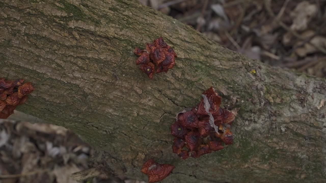 A detailed macro close-up of reddish‑brown Auricularia auricula-judae (wood ear) growing on moss‑covered tree bark, ideal for educational, culinary, or natural history projects.