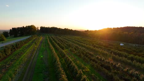 Rows-of-fruit-trees