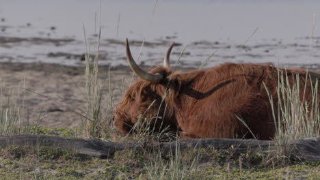 Highland-Cattle-resting-in-the-grass,-looks-up-and-lays-down-again