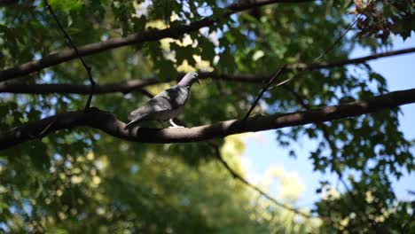 Pigeon-Hanging-Out-In-Tree