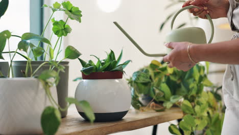 watering plants