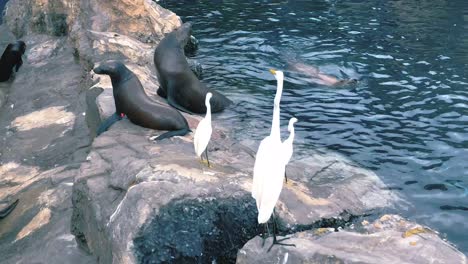 Sea-animals,-Snowy-Egret-and-sea-lions-playing-on-the-beach