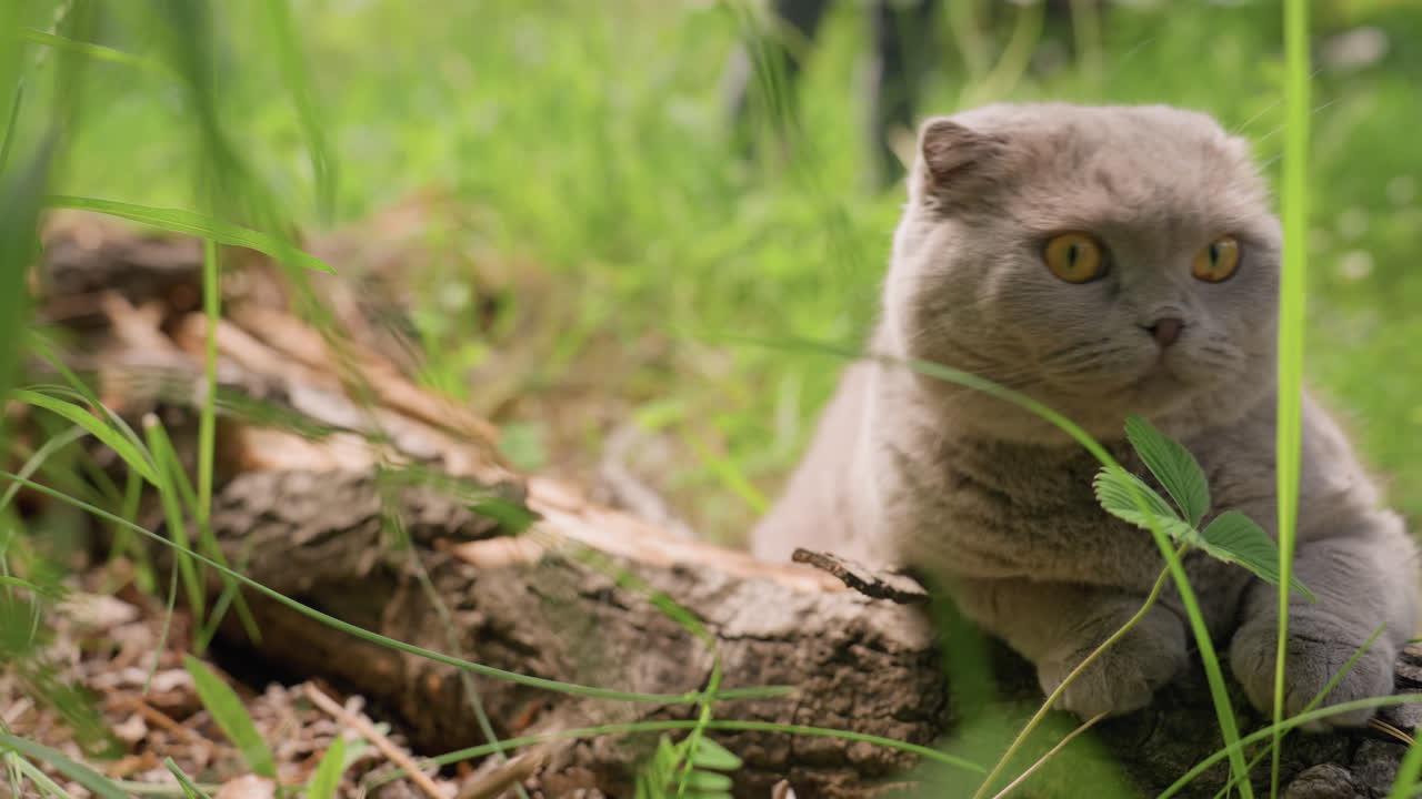 Feline Investigating Outdoors, Inquisitive Feline Exploring Lush Grassy Environment, Curious Grey Feline Carefully Investigates Fallen Logs Amidst Verdant Meadow Background With Soft Focus