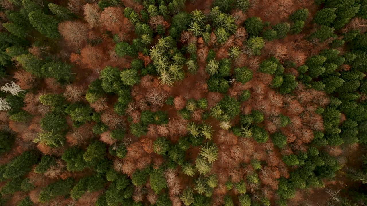 Drone top down view of an autumn pine forest