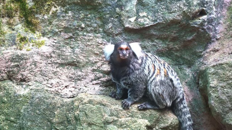 Pörröinen valkotupsumarmosetti (Callithrix jacchus) valkoisine tupsukorvineen kalliopinnalla, auringonvalon siivilöityessä lehtien lomasta päivällä. Käsivaralta otettu, liikkuva lähikuva.