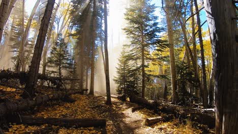 pan across the colorful fall forest floor in the coconino national forest, flagstaff, arizona