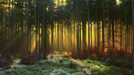 eyecatcher in a forest - sunbeams are shining through the trees at a wonderful foggy morning