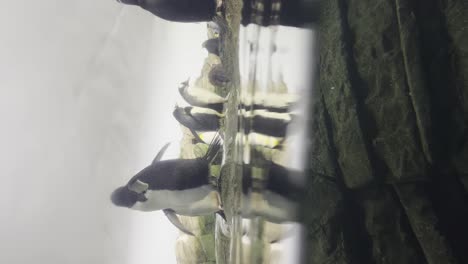 View-Of-Penguins-Standing-Rocks-In-Zoo-Enclosure,-Seen-Through-Glass-Viewing-Window-With-Water-Seen-Half-Way