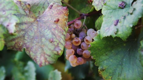 close up bunch of grapes growing on vines - handheld shot