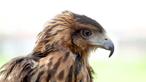 Der-Harrisbussard,-Früher-Bekannt-Als-Lorbeerbussard-Oder-Schwarzfalke-Und-In-Lateinamerika-Als-Peuco-Bekannt,-Ist-Ein-Mittelgroßer-Raubvogel