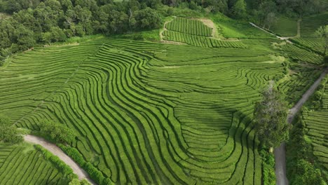 Lush-rows-of-Gorreana-tea-plantation-on-Sao-Miguel-island,-Azores