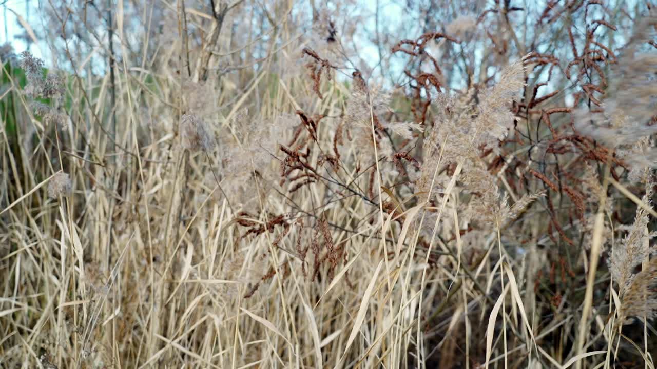Dried grass and reeds swaying in the breeze