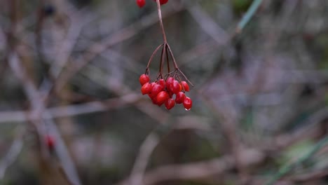 Un-Montón-De-Diminutas-Bayas-De-Semillas-Rojas-Colgando-De-Una-Rama-En-Un-Bosque-En-La-Naturaleza-Con-Gotas-De-Agua-Sobre-Ellas-En-Un-Frío-Día-De-Invierno