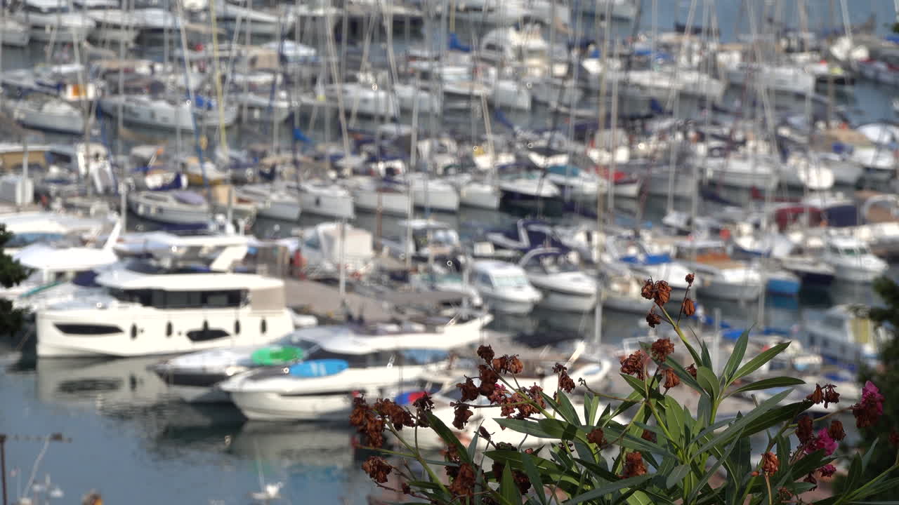 Dried up flowers on a tree with a blurred view of the Port de Cannes on the background