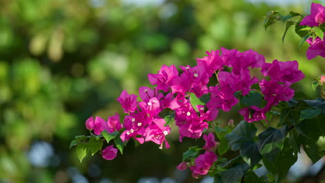 flowers bougainvillea tropical bush branch in garden