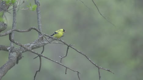 an american gold finch flying from a tree branch