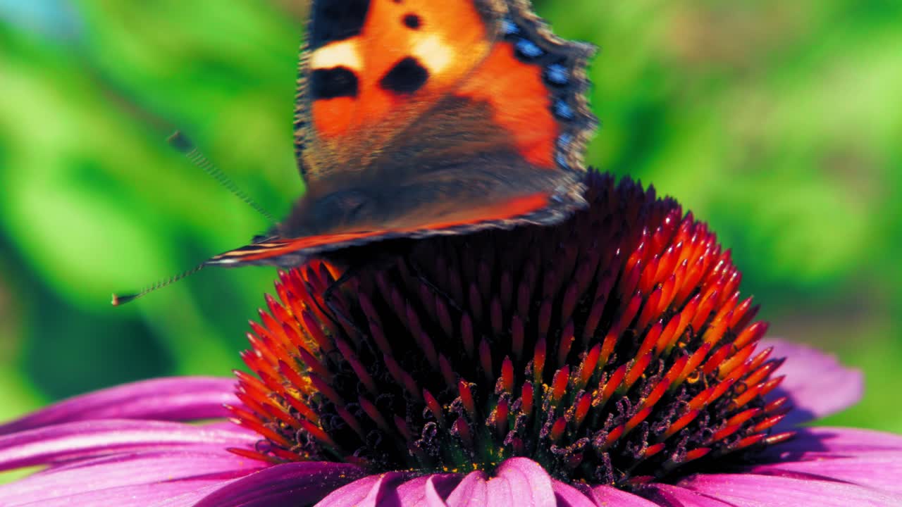 foto macro de una pequeña mariposa tortoiseshell recogiendo néctar de una flor roja sobre fondo verde