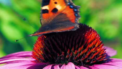 Macro-shot-of-Small-tortoiseshell-butterfly-collecting-nectar-from-red-flower-on-green-background