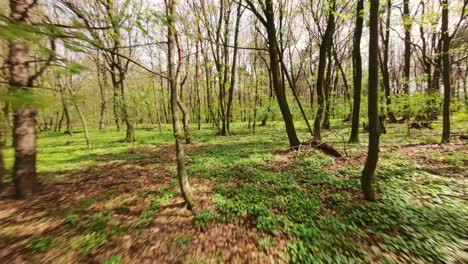 vuelo bajo a través de las ramas verdes en un bosque de hoja caduca - clip de drone fpv con el sol brillando a través de los árboles