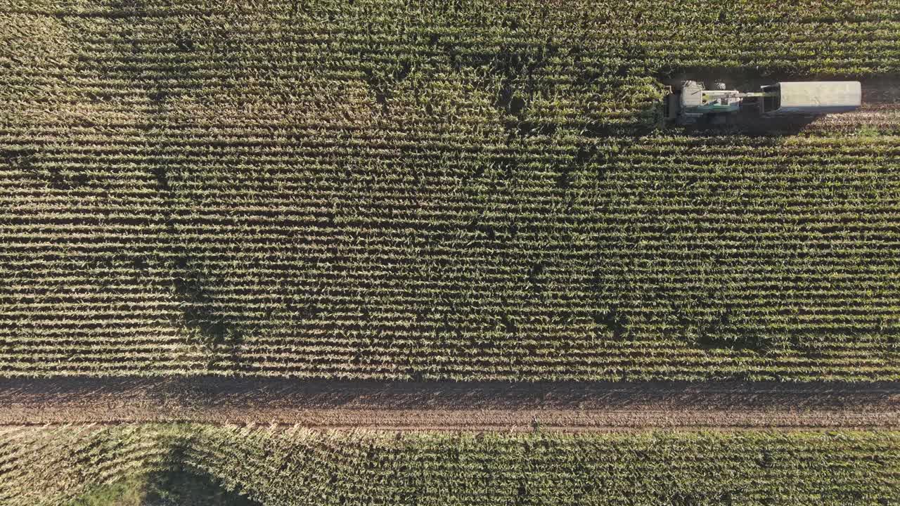 A combine in northeast Wisconsin chops corn for silage. Chopping corn silage is a process for creating high-quality feed for livestock, involving careful timing, moisture management, and equipment