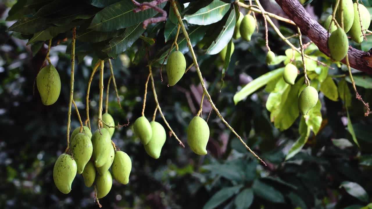 mangos verdes colgando del árbol de mango en vietnam