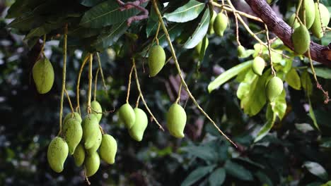 Mangos-Verdes-Colgando-Del-árbol-De-Mango-En-Vietnam