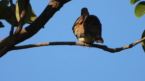 Spotted-dove-in-tree-.