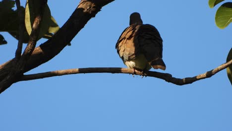 Gefleckte-Taube-Im-Baum.