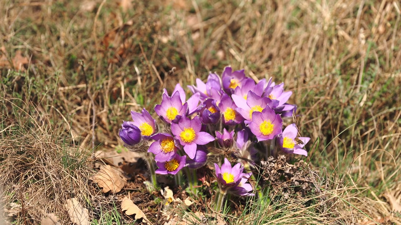 Slow motion footage of blooming pasque flowers with purple petals and yellow centers growing in dry grass meadow. Early spring nature awakening, wild flora detail, calm natural atmosphere.