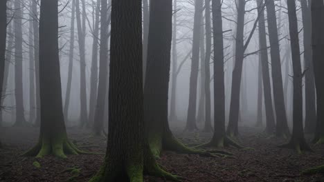 bosque de niebla