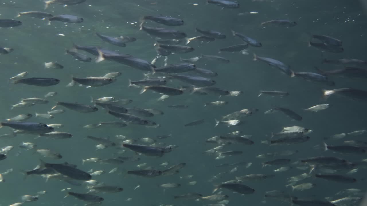 Salmone Kokanee giovane o salmone rosso stanziale nel Pacific Northwest