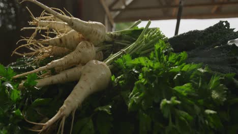 parsnips on organic farm