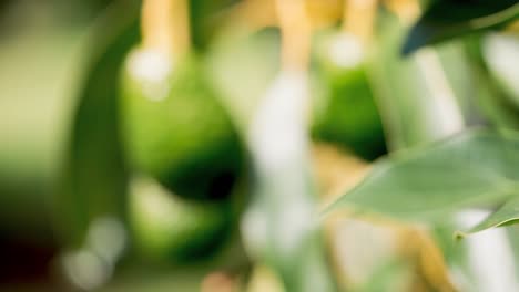 Low-Angle-Aufnahme-Eines-Bündels-Bio-Avocados,-Die-An-Einem-Grünen-Tropischen-Baum-Hängen