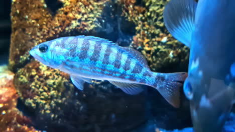 underwater scene of the comber species of fish in the family serranidae