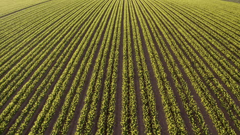 an aerial view traveling over a field of yellow daffodils in rows, aberdeenshire, scotland