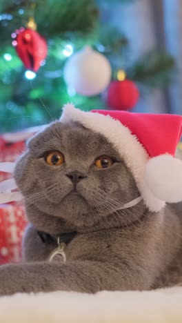 Grey British Kitten in Festive Christmas Red and White Hat Grey British Kitten in Festive Christmas Red and White Hat High Quality full Footage